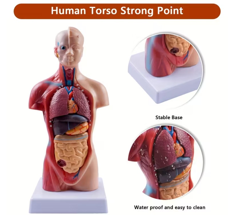 DORSO CUERPO HUMANO DESMONTABLE - Imagen 2