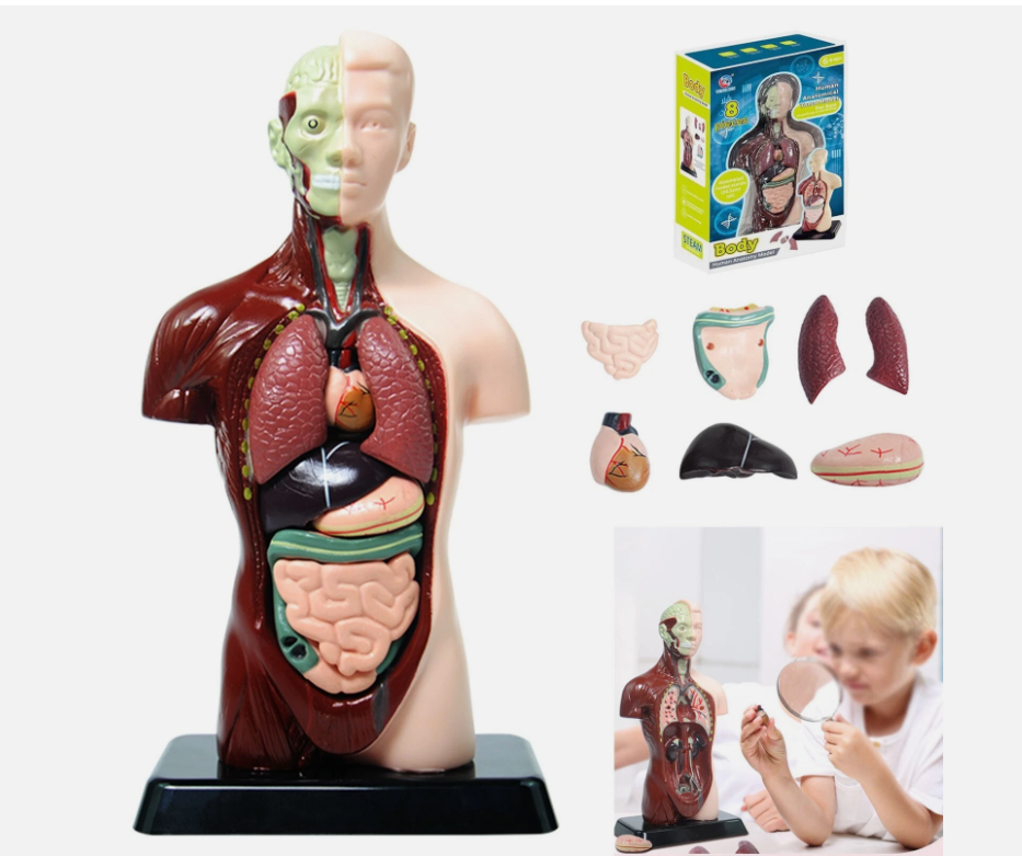 DORSO CUERPO HUMANO DESMONTABLE